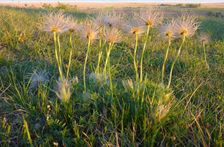 Kirchberg Winden, Pulsatilla sp.