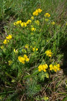 Spitzerberg, Lotus borbasii