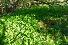 Spitzerberg, Convallaria majalis etc.