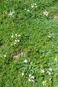 Breitenbrunn, Ornithogalum kochii