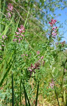 Breitenbrunn, Fumaria officinalis