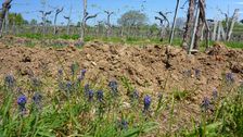 Breitenbrunn, Muscari neglectum