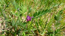 Breitenbrunn, Vicia angustifolia segetalis