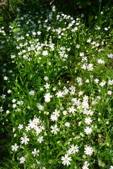 Breitenbrunn, NSG Thenau(riegel), Stellaria holostea