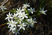 Breitenbrunn, NSG Thenau(riegel), Ornithogalum kochii