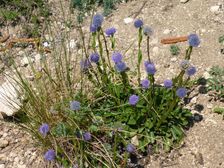 Breitenbrunn, NSG Thenau(riegel), Globularia bisnagarica