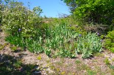 Breitenbrunn, next to NSG Thenau(riegel), Iris germanica