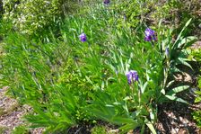 Breitenbrunn, next to NSG Thenau(riegel), Iris germanica
