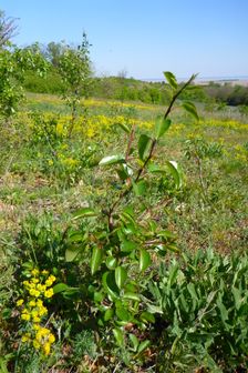 Breitenbrunn, next to NSG Thenau(riegel), Pyrus pyraster