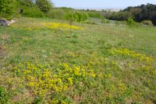 Breitenbrunn, next to NSG Thenau(riegel), Euphorbia cyparissias