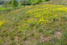 Breitenbrunn, next to NSG Thenau(riegel), Euphorbia cyparissias