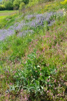 Breitenbrunn, next to NSG Thenau(riegel), Anchusa officinalis, Fumaria officinalis & Nepeta racemosa