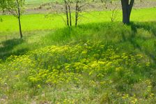Breitenbrunn, next to NSG Thenau(riegel), Euphorbia cyparissias