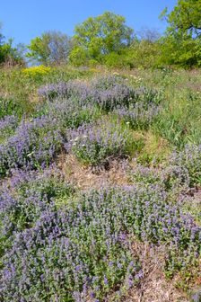 Breitenbrunn, next to NSG Thenau(riegel), Nepeta racemosa