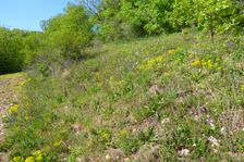 Breitenbrunn, next to NSG Thenau(riegel)