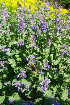 Breitenbrunn, next to NSG Thenau(riegel), Macroglossum stellatarum on Nepeta racemosa