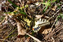 Breitenbrunn, next to NSG Thenau(riegel), Papilio machaon