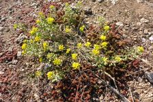 Breitenbrunn, next to NSG Thenau(riegel), Alyssum alyssoides & Sedum sexangulare