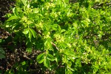 Breitenbrunn, NSG Thenau(riegel), Rhamnus saxatilis