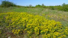 Breitenbrunn, NSG Thenau(riegel), Euphorbia cyparissias