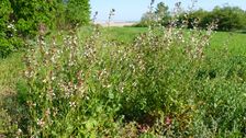 Breitenbrunn, Eruca sativa