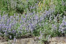 Breitenbrunn, next to NSG Thenau(riegel), Iphiclides podalirius & Papilio machaon on Nepeta racemosa
