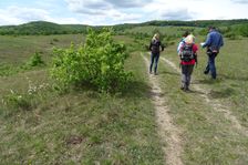 Breitenbrunn, NSG Thenau(riegel)