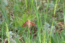Breitenbrunn, NSG Thenau(riegel), Deilephila porcellus on Poa angustifolia