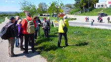 Breitenbrunn, botanical excursion