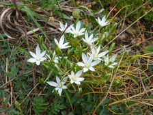 Breitenbrunn, NSG Thenau(riegel), Ornithogalum kochii