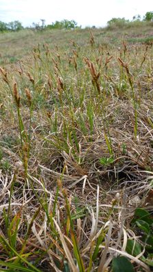 Breitenbrunn, NSG Thenau(riegel), Carex caryophyllea