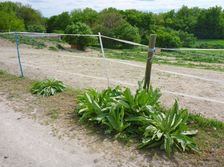 Breitenbrunn, next to NSG Thenau(riegel), Verbascum speciosum