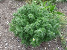 Kirchberg Winden, Tripleurospermum inodorum