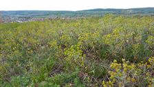 Kirchberg Winden, Euphorbia cyparissias & Dianthus pontederae