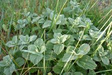 Hackelsberg Jois, Marrubium vulgare