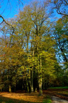 Mošovský park