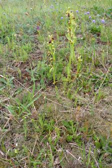 Purbacher Heiden, Ophrys sphegodes