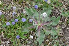Purbacher Heiden, Globularia bisnagarica & Hypochaeris maculata