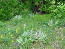 Purbacher Heiden, Verbascum speciosum