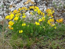 Purbacher Heiden, Lotus corniculatus