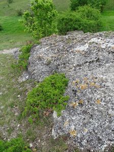 Purbacher Heiden, Rhamnus saxatilis