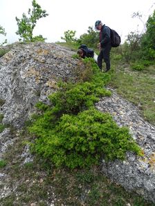 Purbacher Heiden, Rhamnus saxatilis