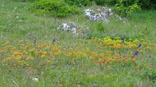 Purbacher Heiden, Euphorbia cyparissias & Salvia pratensis
