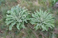 Purbacher Heiden, Verbascum speciosum