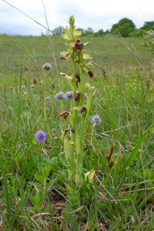 Purbacher Heiden, Ophrys sphegodes, Globularia bisnagarica & Carex caryophyllea