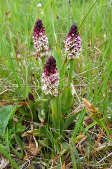 Purbacher Heiden, Neotinea ustulata