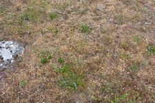 Purbacher Heiden, drought