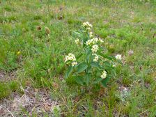 Purbacher Heiden, Vincetoxicum hirundinaria