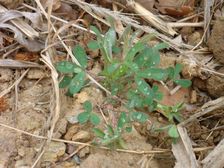 Purbacher Heiden, Trifolium arvense