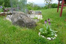 Purbach, Orchis purpurea